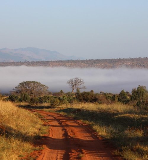 tsavo-111701_1280 Image by Kirsi Kataniemi from Pixabay